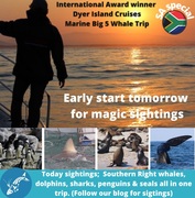 Next Dyer Island Marine Big 5 Tour: 3 November 2021