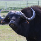 Wildlife Guided Tours - Nuwejaars Wetlands Special Management Area - Xplorioâ„¢ Bredasdorp