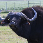 Wildlife Guided Tours - Nuwejaars Wetlands Special Management Area - Xplorioâ„¢ Bredasdorp