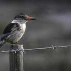Wildlife Guided Tours - Nuwejaars Wetlands Special Management Area - Xplorioâ„¢ Bredasdorp