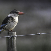 Wildlife Guided Tours - Nuwejaars Wetlands Special Management Area - Xplorioâ„¢ Bredasdorp