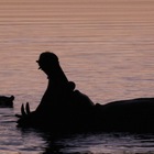 Happy hippo frolicking in the vlei - Nuwejaars Wetlands Special Management Area - Xplorioâ„¢ Bredasdorp Happy hippo frolicking in the vlei - Nuwejaars Wetlands Special Management Area - Xplorioâ„¢ Bredasdorp