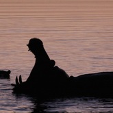 Happy hippo frolicking in the vlei - Nuwejaars Wetlands Special Management Area - Xplorioâ„¢ Bredasdorp