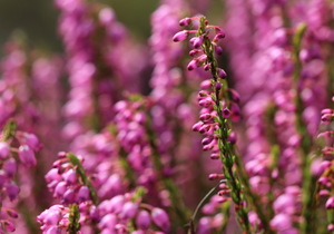 What makes THESE fynbos species special?