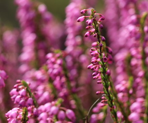 What makes THESE fynbos species special?