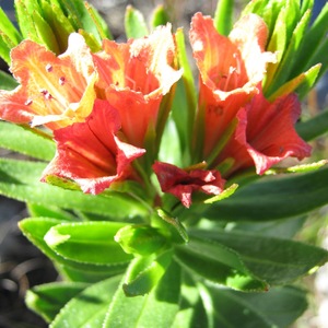 lobostemon1_1635948282