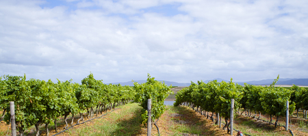 vineyard1_1636022138