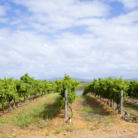 Wine Tours - Gansbaai Wine Tours - Xplorioâ„¢ Gansbaai