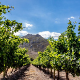 Wine Tours - Gansbaai Wine Tours - Xplorioâ„¢ Gansbaai