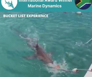 Next Marine Dynamics Shark Cage Diving Trip: 5 November 2021