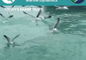 Next Marine Dynamics Shark Cage Diving Trip: 6 November 2021