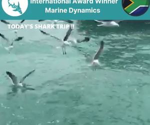 Next Marine Dynamics Shark Cage Diving Trip: 6 November 2021