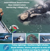 Next Dyer Island Marine Big 5 Tour: 6 November 2021