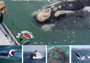 Next Dyer Island Marine Big 5 Tour: 6 November 2021