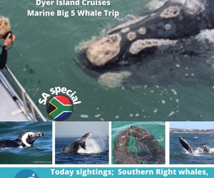 Next Dyer Island Marine Big 5 Tour: 6 November 2021