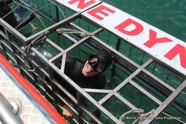 Daily Blog: 08 November 2021 | Shark Cage Diving in South Africa