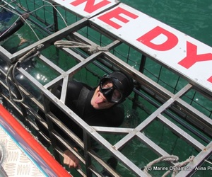 Daily Blog: 08 November 2021 | Shark Cage Diving in South Africa