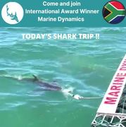 Next Marine Dynamics Shark Cage Diving Trip: 10 November 2021