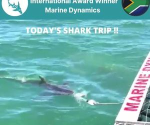Next Marine Dynamics Shark Cage Diving Trip: 10 November 2021