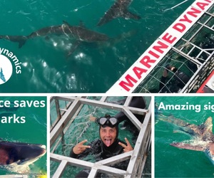 Next Marine Dynamics Shark Cage Diving Trip: 11 November 2021