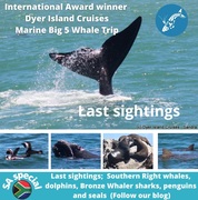Next Dyer Island Marine Big 5 Tour: 11 November 2021