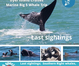 Next Dyer Island Marine Big 5 Tour: 11 November 2021