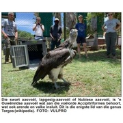 Critically Endangered Vultures Return Home