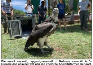 Critically Endangered Vultures Return Home