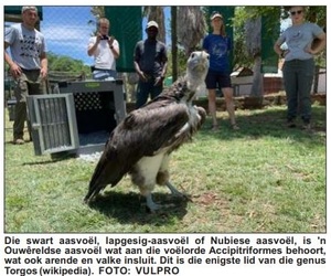 Critically Endangered Vultures Return Home
