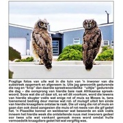 â€œPlease do not use poison to solve your rodent problem!â€