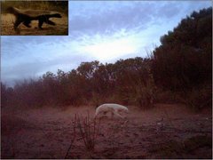 Rare albino honey badger makes camera debut at WC nature reserve
