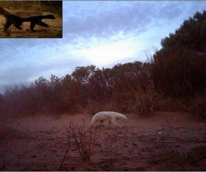 Rare albino honey badger makes camera debut at WC nature reserve