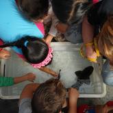 Education - South African Shark Conservancy - Xplorioâ„¢ Hermanus