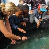 Education - South African Shark Conservancy - Xplorioâ„¢ Hermanus