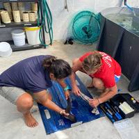 Research - South African Shark Conservancy - Xplorioâ„¢ Hermanus