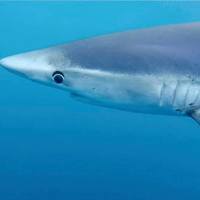 Shark - South African Shark Conservancy - Xplorioâ„¢ Hermanus