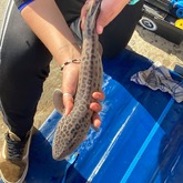 Shark - South African Shark Conservancy - Xplorioâ„¢ Hermanus