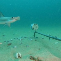 Shark - South African Shark Conservancy - Xplorioâ„¢ Hermanus