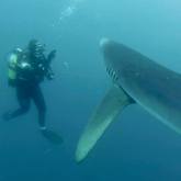 Shark - South African Shark Conservancy - Xplorioâ„¢ Hermanus