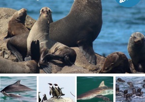 Next Dyer Island Marine Big 5 Tour: 23 November 2021