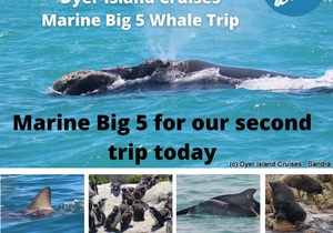 Next Dyer Island Marine Big 5 Tour: 24 November 2021