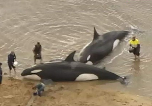 Free Willy For Real - Daily Gansbaai News