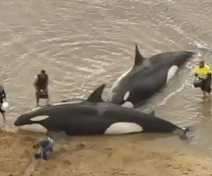 Free Willy For Real - Daily Gansbaai News