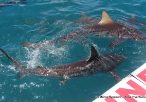 Daily Blog: 23 November 2021 | Shark Cage Diving in South Africa