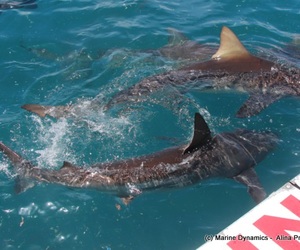 Daily Blog: 23 November 2021 | Shark Cage Diving in South Africa