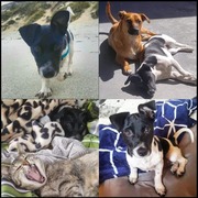 The Pet Grocer Gives Discount On Pet Food Bought For BARC 