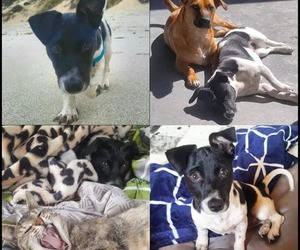 The Pet Grocer Gives Discount On Pet Food Bought For BARC 