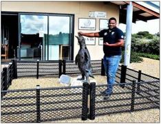 Virus maai steeds onder ons wilde seevoÃ«l bevolking