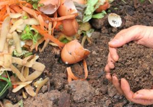 Homemade organic fertilisers for your garden