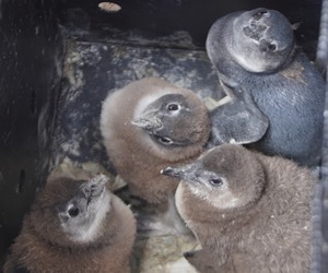An Urgent Call To Help Rescue Endangered African Penguin Chicks